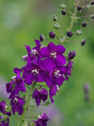 Verbascum violetta- вербаскум виолетов (1568)